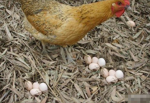 曾经“供不应求”的土鸡蛋，如今为什么无人问津农民不解？