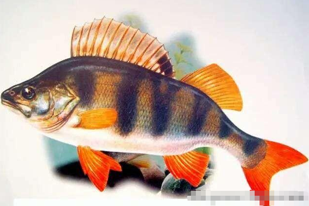 中国最好吃的几种鱼，你喜欢吃哪一种？