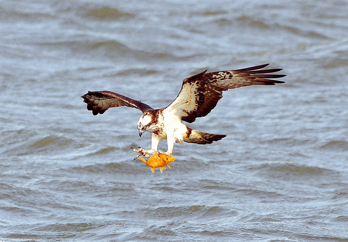 苏州河畔的鱼鹰