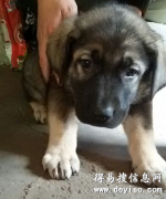 瑞丽买狗网 瑞丽名犬基地买昆明犬