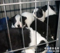 丽江哪里买边牧 云南名犬基地买边牧