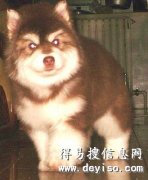 怒江买狗狗 怒江买阿拉斯加 狗场出售精品阿拉