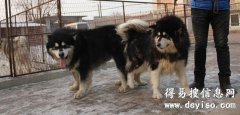 保山哪里卖宠物犬 保山哪里有养狗场 养犬场 正规犬舍