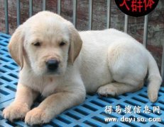 云南哪里有大型犬舍 正规犬舍 云南哪里有养狗场 养犬场