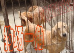 云南名犬养殖场 优价出售各类名犬 云南大型犬舍