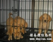 大理哪里卖宠物犬 大理纯种金毛犬多少钱 云南哪里买金毛好