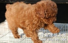 西双版纳哪里买狗好 西双版纳哪里哪里卖宠物犬