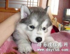 云南地区纯种哈士奇价格 云南哪里卖纯种哈士奇幼犬