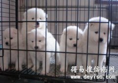 迪庆哪卖宠物犬 迪庆宠物市场 云南哪有名犬养殖基地
