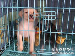 临沧宠物网 临沧哪里卖宠物犬 临沧哪里有养犬基地