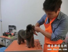 学宠物美容师培训一般需要学多长时间