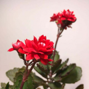 FlowerPlus花加：长寿花的盆栽养殖攻略