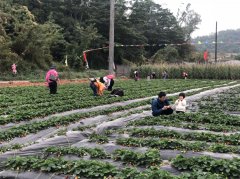 深圳可以采摘、野炊、拓展、团建的农家乐
