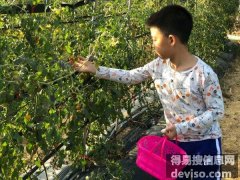 深圳哪里有可以采摘水果的农家乐？就在坪山九龙农家乐
