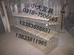 生产鸡笼鸽笼兔笼鸟笼狗笼运输笼鹌鹑笼鹧鸪笼竹鼠笼狐狸笼 鹦鹉