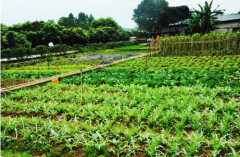 深圳小编推荐不错的农家乐可以做拓展的九龙生态园