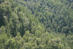 FSC认证辅导|交易验证对FSC森林经营证书持有者的影响