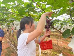 深圳坪山农家乐一日游野炊烧烤拓展基地九龙生态农庄