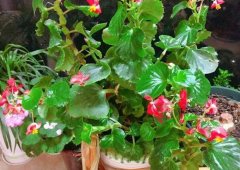 居家植物海棠花养殖方法