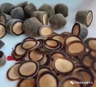 进口鹿茸需要单据