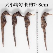 进口海马代理报关