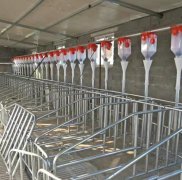 养殖场喂料设备自动喂料全自动喂料线塞盘料线绞龙料线可定制