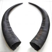 进口水牛角操作流程