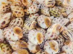 进口巴基斯坦花螺需要的单据