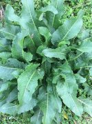 进口牛舌草报关难易