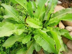 进口牛舌草老牌清关报关公司