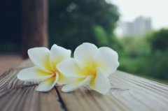 进口鸡蛋花报关办理流程解答