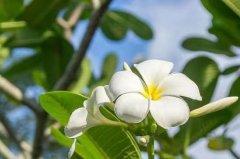 进口鸡蛋花具体清关流程