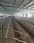 养殖场母猪限位栏及限位栏的优点